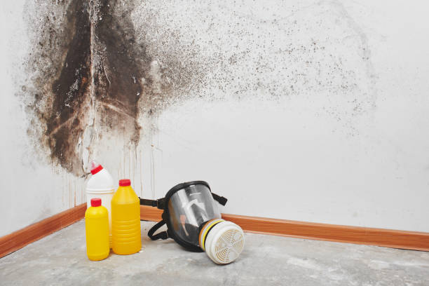 Best Insurance-Related Mold Remediation in Green Forest, AR