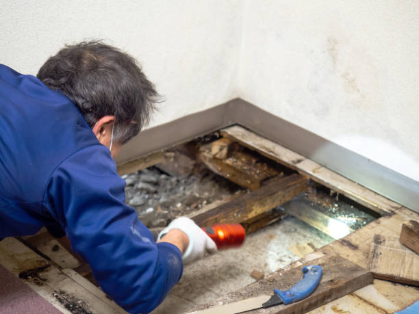 Best Mold Remediation for Schools in Green Forest, AR