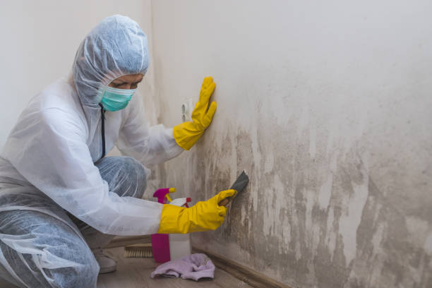 Best Kitchen Mold Remediation in Green Forest, AR