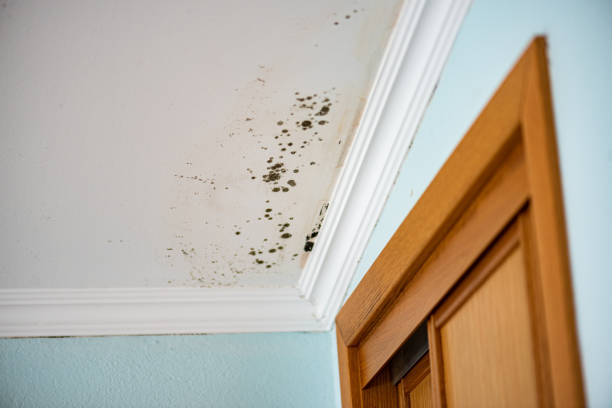 Best Localized Mold Remediation (e.g., coastal areas, humid climates) in Green Forest, AR