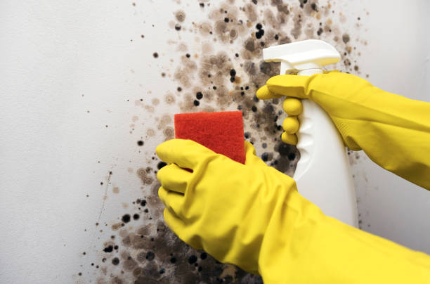 Best Mold Remediation for Specific Building Types in Green Forest, AR