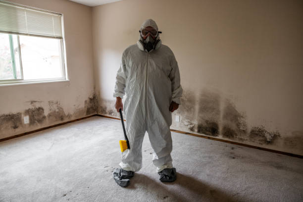 Best Residential Mold Remediation in Green Forest, AR